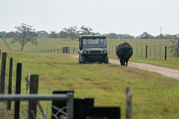 An ATV following cattle down a dirt road between two fields