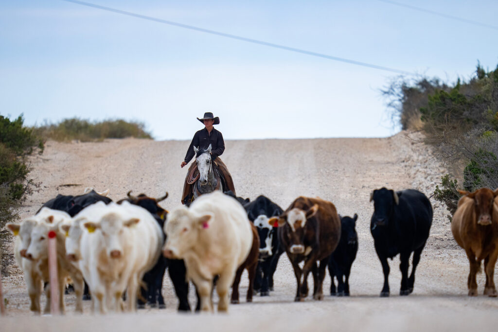 A herd of cattle walk in front of a man on a horse.