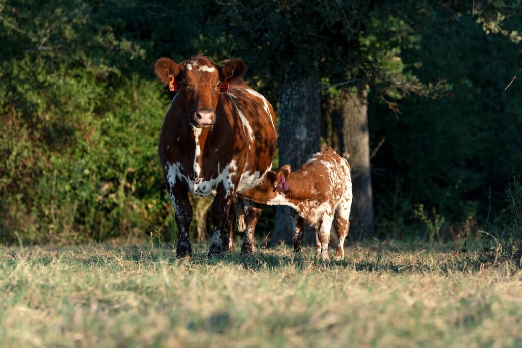 A brown and white spotted cow with her calf