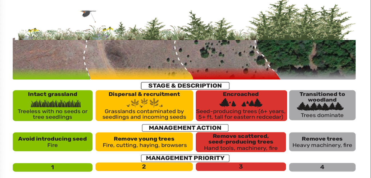 Integrated Pest Management for Woody Encroachment
