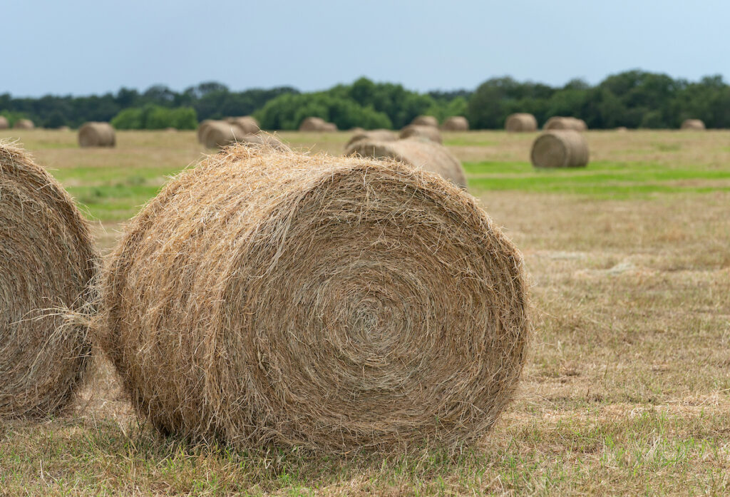 This image has an empty alt attribute; its file name is 20210719_Hay_Bales_LM_0015-1024x697.jpg
